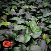 Anubias Barteri Var Barteri Mother Pot